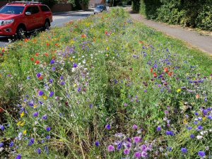 wild flower verge