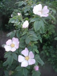 dog rose