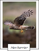 Hen Harrier