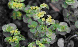 saxifrage