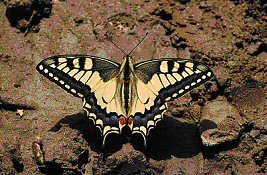 Swallowtail butterfly