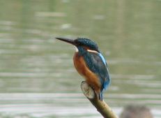 kingfisher