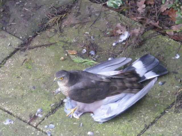 sparrowhawk