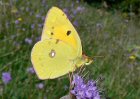 Clouded Yellow