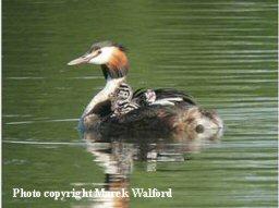 grebe