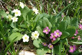 primula