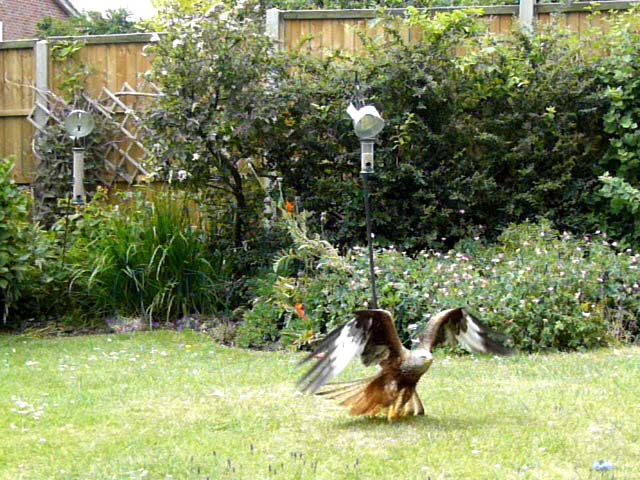 Red Kite feeding