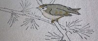 goldcrest