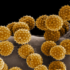 pollen grains