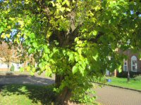 Mulberry tree