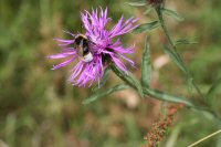 bee on flower