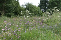 Hay meadow