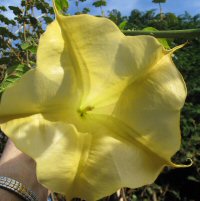 brugmansia