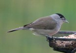 blackcap