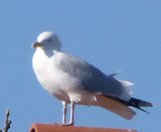 gull