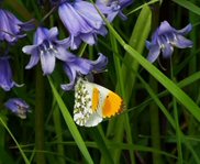 orange tip