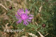 Knapweed