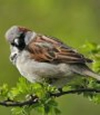 Sparrow