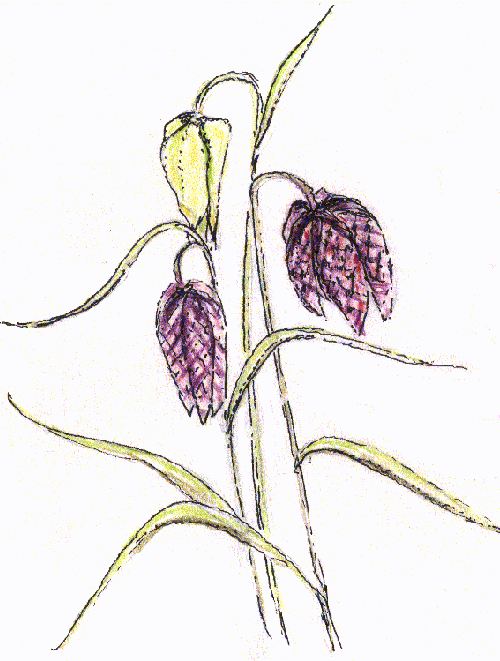 Fritillary