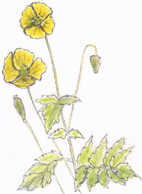 Welsh poppy