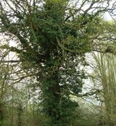 tree in Redhatch Copse