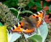 Small Tortoiseshell butterfly