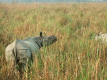 one horned rhino