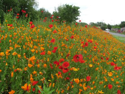 Wild flowers