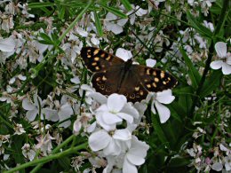 speckled wood