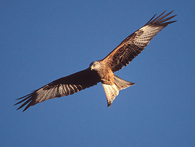 red kite