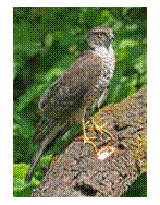 Sparrowhawk