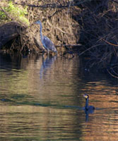 Loddon Birds