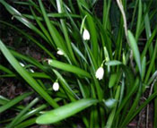 Loddon Lillies