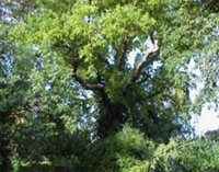 Sylvias Trees