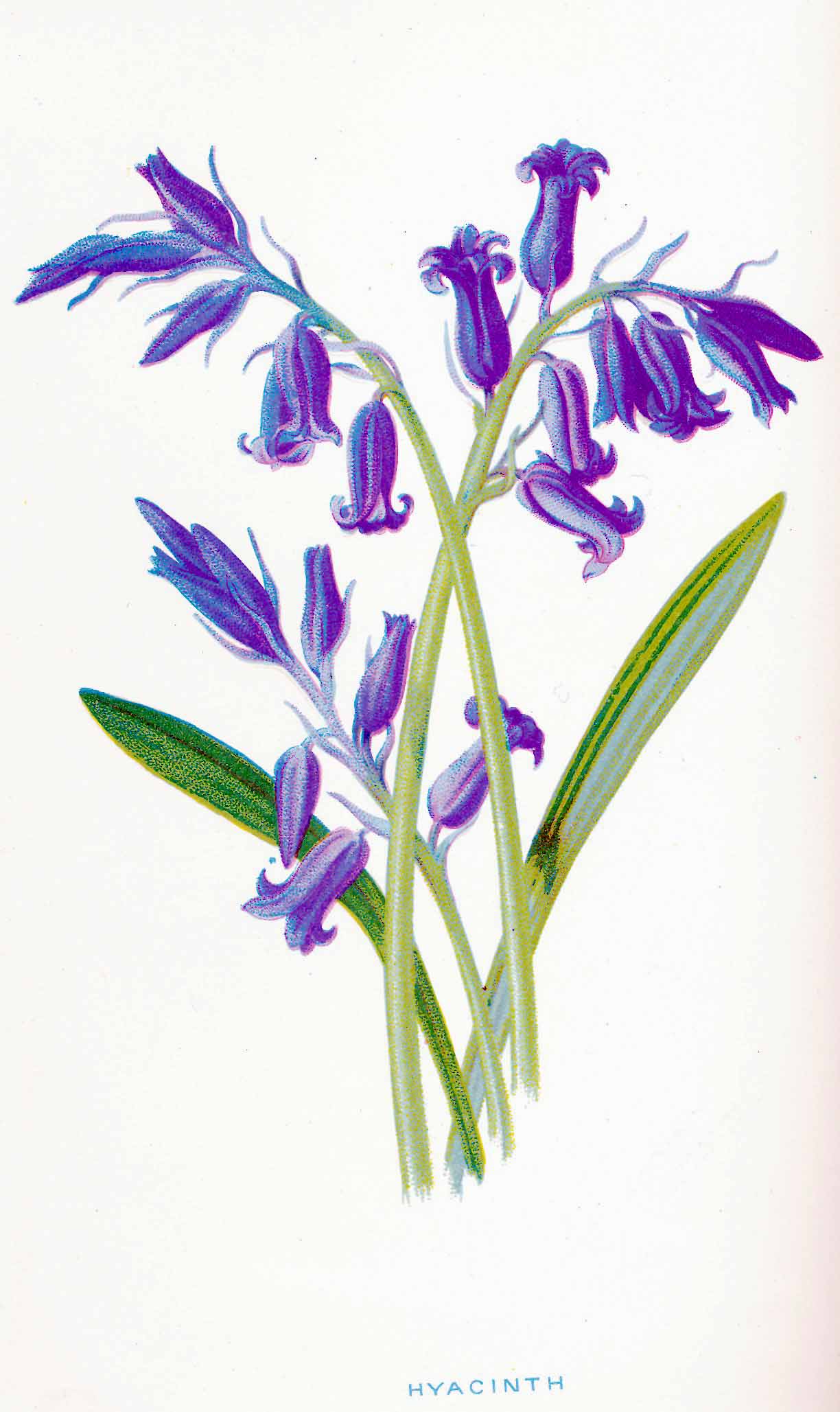 Hyacinthoides%20non-scripta