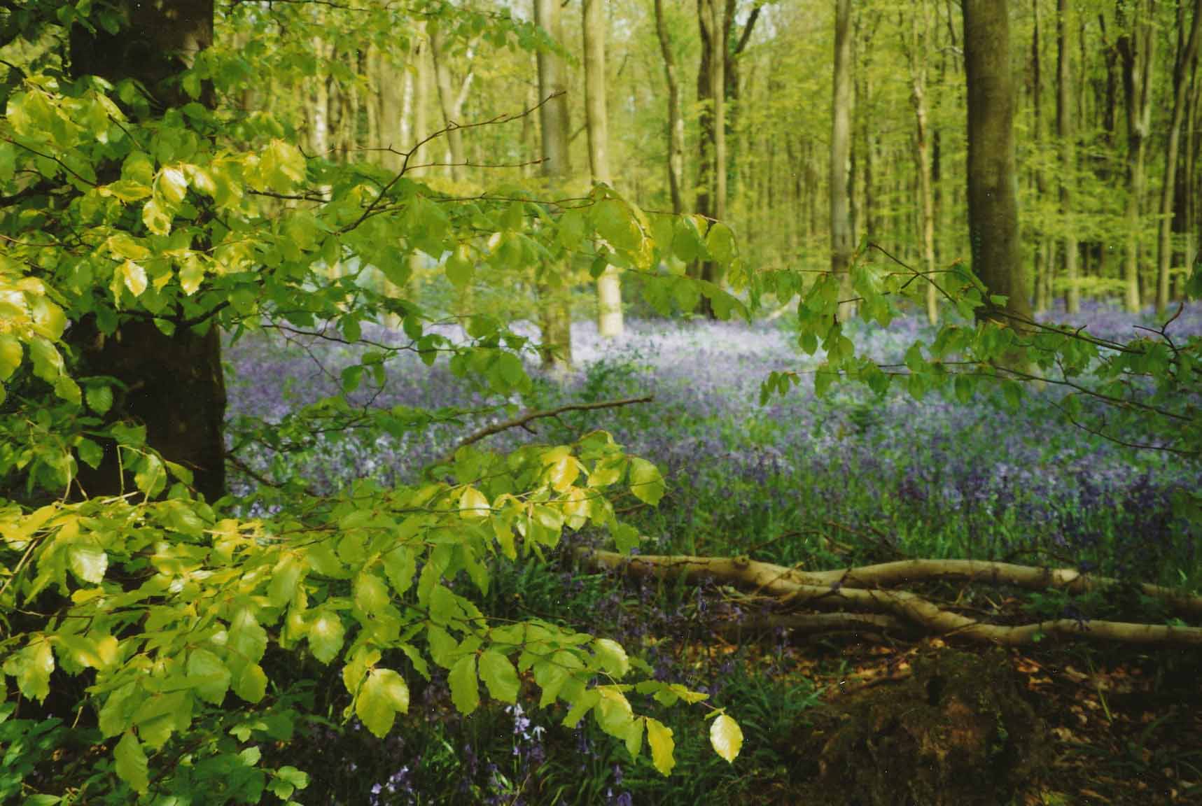 Bluebell wood