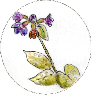 lungwort