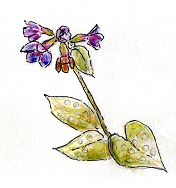 Lungwort