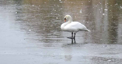 mute swan