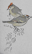 firecrest