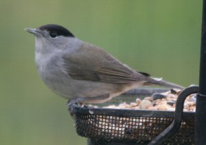 Blackcap