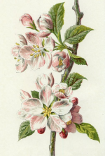 apple blossom