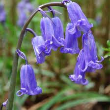 bluebell