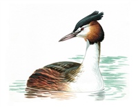 Great Crested Grebe