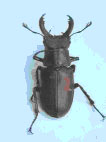 Stag Beetle