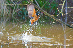 Kingfisher