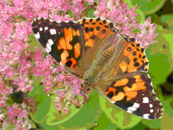 Painted Lady