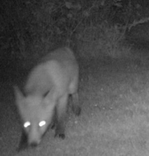 Fox in garden