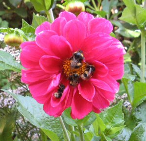 bees on dahlia