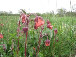 water avens